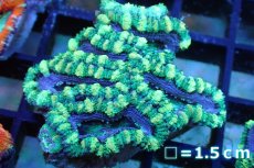 画像1: 【サンゴ】【通販】【オーストラリア産】カクオオトゲキクメイシ (Green/Ultra)（個体販売）No.121（生体）（サンゴ） (1)