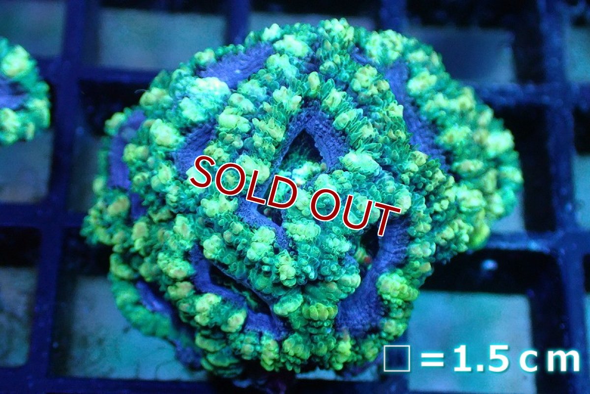 画像1: 【サンゴ】【通販】【オーストラリア産】カクオオトゲキクメイシ (Green/Ultra)（個体販売）No.122（生体）（サンゴ） (1)