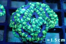 画像1: 【サンゴ】【通販】【オーストラリア産】カクオオトゲキクメイシ (Green/Ultra)（個体販売）No.122（生体）（サンゴ） (1)