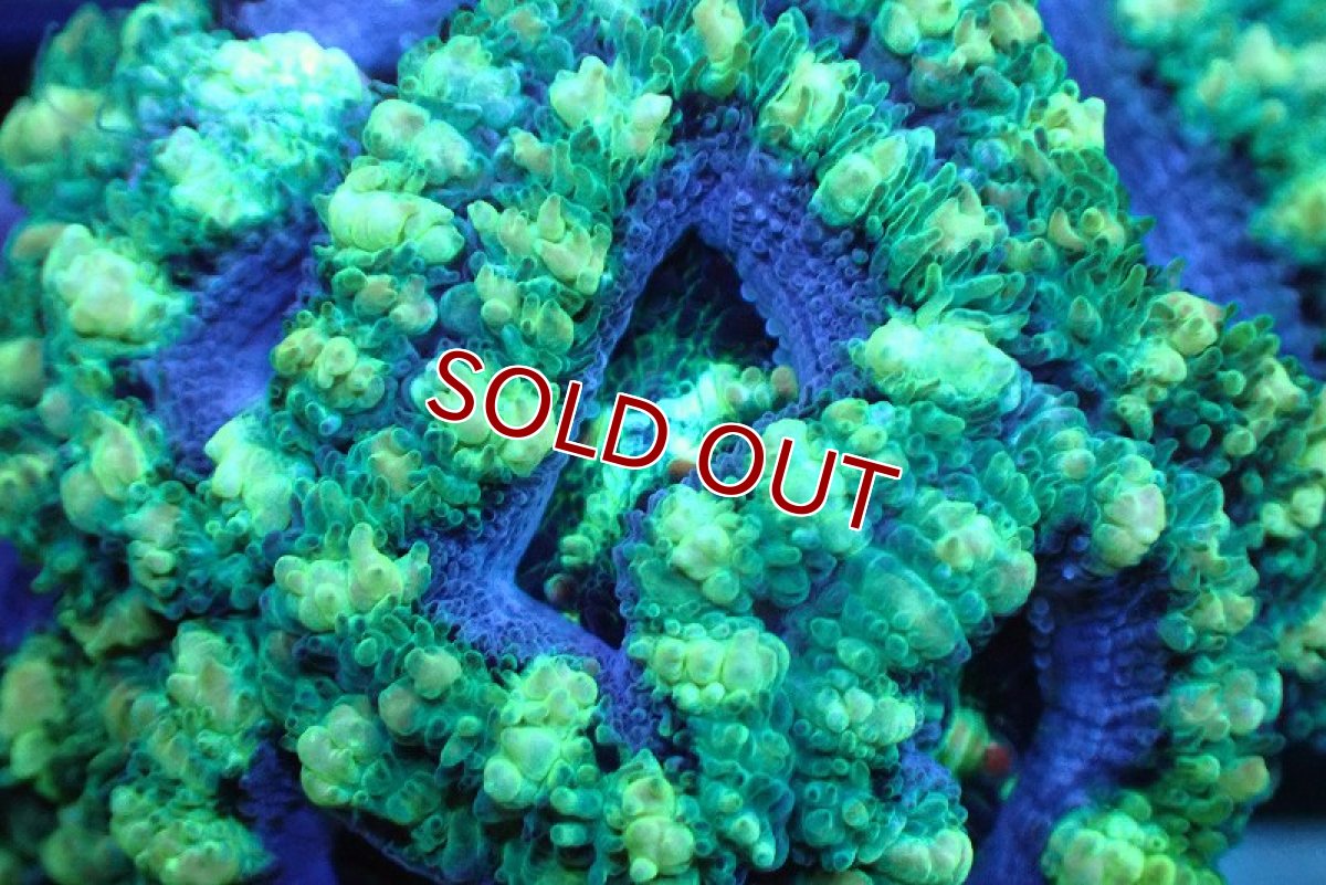 画像2: 【サンゴ】【通販】【オーストラリア産】カクオオトゲキクメイシ (Green/Ultra)（個体販売）No.122（生体）（サンゴ） (2)