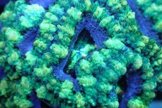 画像2: 【サンゴ】【通販】【オーストラリア産】カクオオトゲキクメイシ (Green/Ultra)（個体販売）No.122（生体）（サンゴ） (2)