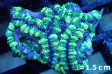画像1: 【サンゴ】【通販】【オーストラリア産】カクオオトゲキクメイシ (Green/Ultra)（個体販売）No.123（生体）（サンゴ） (1)