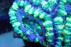画像2: 【サンゴ】【通販】【オーストラリア産】カクオオトゲキクメイシ (Green/Ultra)（個体販売）No.123（生体）（サンゴ） (2)