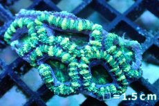画像1: 【サンゴ】【通販】【オーストラリア産】カクオオトゲキクメイシ (Green/Ultra)（個体販売）No.124（生体）（サンゴ） (1)
