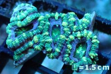 画像1: 【サンゴ】【通販】【オーストラリア産】カクオオトゲキクメイシ (Green/Ultra)（個体販売）No.125（生体）（サンゴ） (1)