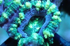 画像2: 【サンゴ】【通販】【オーストラリア産】カクオオトゲキクメイシ (Green/Ultra)（個体販売）No.125（生体）（サンゴ） (2)