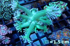 画像1: 【サンゴ】【通販】【オーストラリア産】ハナガササンゴ (Blue Tip Green)（個体販売）No.1（生体）（サンゴ） (1)