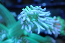 画像2: 【サンゴ】【通販】【オーストラリア産】ハナガササンゴ (Blue Tip Green)（個体販売）No.1（生体）（サンゴ） (2)
