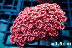 画像1: 【サンゴ】【通販】【オーストラリア産】ハナガササンゴ (Special Red/Ultra)（個体販売）No.2（生体）（サンゴ） (1)