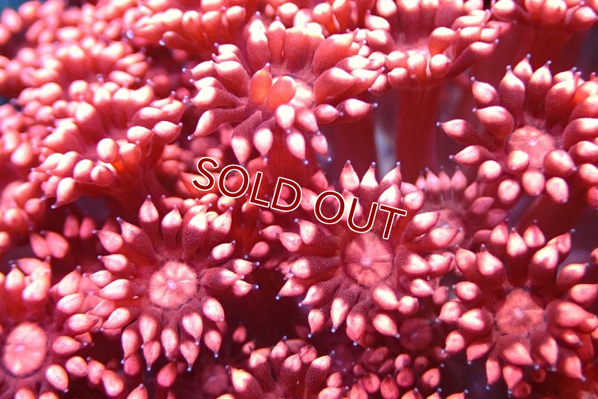 画像2: 【サンゴ】【通販】【オーストラリア産】ハナガササンゴ (Special Red/Ultra)（個体販売）No.2（生体）（サンゴ） (2)