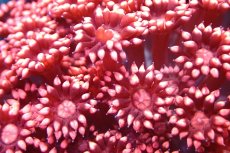 画像2: 【サンゴ】【通販】【オーストラリア産】ハナガササンゴ (Special Red/Ultra)（個体販売）No.2（生体）（サンゴ） (2)