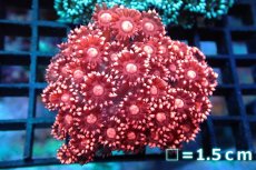 画像1: 【サンゴ】【通販】【オーストラリア産】ハナガササンゴ (Special Red/Ultra)（個体販売）No.3（生体）（サンゴ） (1)
