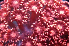 画像2: 【サンゴ】【通販】【オーストラリア産】ハナガササンゴ (Special Red/Ultra)（個体販売）No.3（生体）（サンゴ） (2)