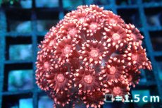 画像1: 【サンゴ】【通販】【オーストラリア産】ハナガササンゴ (Special Red/Ultra)（個体販売）No.4（生体）（サンゴ） (1)