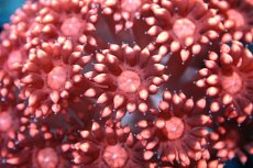 画像2: 【サンゴ】【通販】【オーストラリア産】ハナガササンゴ (Special Red/Ultra)（個体販売）No.4（生体）（サンゴ） (2)