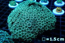 画像1: 【サンゴ】【通販】【オーストラリア産】ハナガササンゴ (Yellow Snowcone)（個体販売）No.15（生体）（サンゴ） (1)