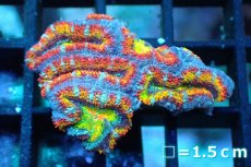 画像1: 【サンゴ】【通販】【オーストラリア産】カクオオトゲキクメイシ (Rainbow)（個体販売）No.126（生体）（サンゴ） (1)