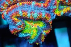 画像2: 【サンゴ】【通販】【オーストラリア産】カクオオトゲキクメイシ (Rainbow)（個体販売）No.126（生体）（サンゴ） (2)