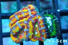 画像1: 【サンゴ】【通販】【オーストラリア産】カクオオトゲキクメイシ (Rainbow)（個体販売）No.127（生体）（サンゴ） (1)