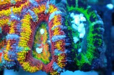 画像2: 【サンゴ】【通販】【オーストラリア産】カクオオトゲキクメイシ (Rainbow)（個体販売）No.127（生体）（サンゴ） (2)