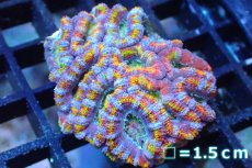 画像1: 【サンゴ】【通販】【オーストラリア産】カクオオトゲキクメイシ (Rainbow)（個体販売）No.132（生体）（サンゴ） (1)