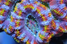 画像2: 【サンゴ】【通販】【オーストラリア産】カクオオトゲキクメイシ (Rainbow)（個体販売）No.132（生体）（サンゴ） (2)