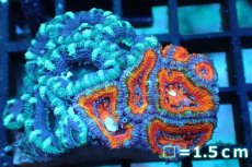 画像1: 【サンゴ】【通販】【オーストラリア産】カクオオトゲキクメイシ (Two Colors/Ultra)（個体販売）No.133（生体）（サンゴ） (1)