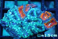 画像1: 【サンゴ】【通販】【オーストラリア産】カクオオトゲキクメイシ (Two Colors/Ultra)（個体販売）No.134（生体）（サンゴ） (1)