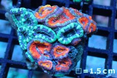 画像1: 【サンゴ】【通販】【オーストラリア産】カクオオトゲキクメイシ (Two Colors/Ultra)（個体販売）No.136（生体）（サンゴ） (1)