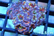 画像1: 【サンゴ】【通販】【オーストラリア産】カクオオトゲキクメイシ (Rainbow)（個体販売）No.137（生体）（サンゴ） (1)
