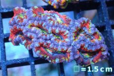 画像1: 【サンゴ】【通販】【オーストラリア産】カクオオトゲキクメイシ (Rainbow)（個体販売）No.138（生体）（サンゴ） (1)