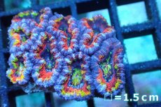 画像1: 【サンゴ】【通販】【オーストラリア産】カクオオトゲキクメイシ (Rainbow)（個体販売）No.139（生体）（サンゴ） (1)
