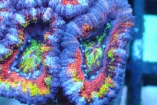 画像2: 【サンゴ】【通販】【オーストラリア産】カクオオトゲキクメイシ (Rainbow)（個体販売）No.139（生体）（サンゴ） (2)