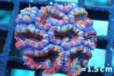 画像1: 【サンゴ】【通販】【オーストラリア産】カクオオトゲキクメイシ (Rainbow)（個体販売）No.140（生体）（サンゴ） (1)