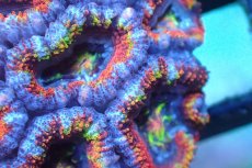 画像2: 【サンゴ】【通販】【オーストラリア産】カクオオトゲキクメイシ (Rainbow)（個体販売）No.140（生体）（サンゴ） (2)