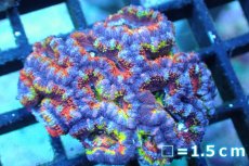 画像1: 【サンゴ】【通販】【オーストラリア産】カクオオトゲキクメイシ (Rainbow)（個体販売）No.141（生体）（サンゴ） (1)