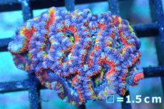 画像1: 【サンゴ】【通販】【オーストラリア産】カクオオトゲキクメイシ (Rainbow)（個体販売）No.142（生体）（サンゴ） (1)