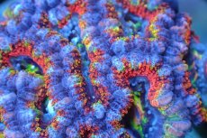 画像2: 【サンゴ】【通販】【オーストラリア産】カクオオトゲキクメイシ (Rainbow)（個体販売）No.142（生体）（サンゴ） (2)