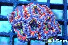 画像1: 【サンゴ】【通販】【オーストラリア産】カクオオトゲキクメイシ (Rainbow)（個体販売）No.143（生体）（サンゴ） (1)