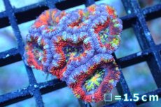 画像1: 【サンゴ】【通販】【オーストラリア産】カクオオトゲキクメイシ (Rainbow)（個体販売）No.144（生体）（サンゴ） (1)