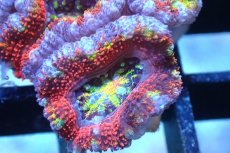画像2: 【サンゴ】【通販】【オーストラリア産】カクオオトゲキクメイシ (Rainbow)（個体販売）No.144（生体）（サンゴ） (2)