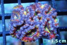 画像1: 【サンゴ】【通販】【オーストラリア産】カクオオトゲキクメイシ (Rainbow)（個体販売）No.145（生体）（サンゴ） (1)