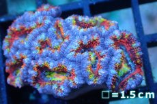 画像1: 【サンゴ】【通販】【オーストラリア産】カクオオトゲキクメイシ (Rainbow)（個体販売）No.146（生体）（サンゴ） (1)