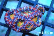 画像1: 【サンゴ】【通販】【オーストラリア産】カクオオトゲキクメイシ (Rainbow)（個体販売）No.147（生体）（サンゴ） (1)