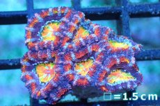 画像1: 【サンゴ】【通販】【オーストラリア産】カクオオトゲキクメイシ (Rainbow)（個体販売）No.148（生体）（サンゴ） (1)