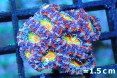 画像1: 【サンゴ】【通販】【オーストラリア産】カクオオトゲキクメイシ (Rainbow)（個体販売）No.149（生体）（サンゴ） (1)