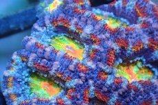 画像2: 【サンゴ】【通販】【オーストラリア産】カクオオトゲキクメイシ (Rainbow)（個体販売）No.149（生体）（サンゴ） (2)