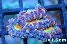 画像1: 【サンゴ】【通販】【オーストラリア産】カクオオトゲキクメイシ (Rainbow)（個体販売）No.150（生体）（サンゴ） (1)