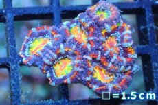 画像1: 【サンゴ】【通販】【オーストラリア産】カクオオトゲキクメイシ (Rainbow)（個体販売）No.151（生体）（サンゴ） (1)