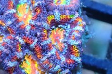 画像2: 【サンゴ】【通販】【オーストラリア産】カクオオトゲキクメイシ (Rainbow)（個体販売）No.151（生体）（サンゴ） (2)